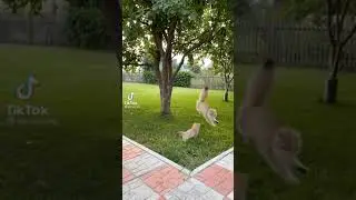 КОШКИ БЕСЯТСЯ НА ТРАВЕ