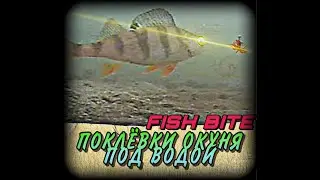 Как клюет окунь? Подводные съемки. Fish bites. Ловля окуня на мормышку. 