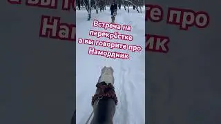 Амстафф Бой и все без намордников 😂 