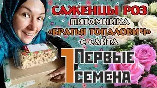 Саженцы роз - интернет-магазин Первые семена | 1semena. Распаковка, обзор посылки.