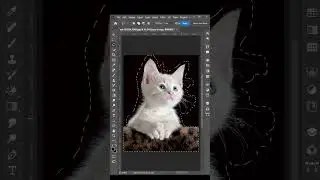 The Best Way to Select Hair and Remove Backgrounds in Photoshop 