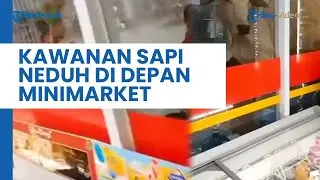 Gara-gara Tak Mau Kehujanan, Kawanan Sapi Ini Pilih Neduh di Depan Minimarket