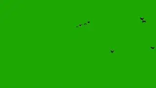 Group of birds flying GREEN SCREEN