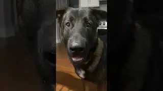 He wants to go viral!🤪🤪🤪 #doglover #germanshepherd #dog #cutedog #cutedogs #funnydogs #funny