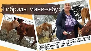 Уникальных гибридов мини-зебу разводят в Краснодарском крае