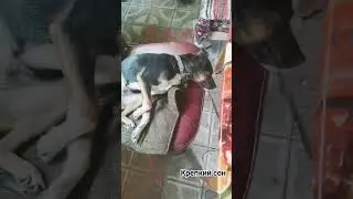 Как сладок сон.