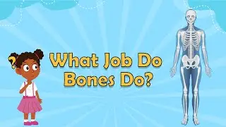 What Job Do Bones Do? | Human Body Facts | Science Facts For Kids | Biology Facts| Facts About Bones