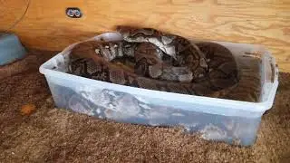 Reticulated python soaking in her water dish