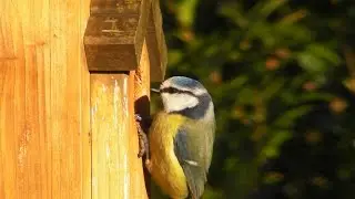 Blue Tit Nest Box - Wildlife in Cornwall - Mésange Bleue au Nichoir