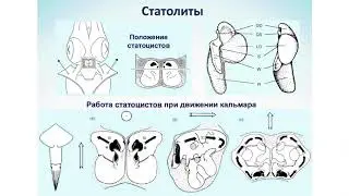 Методы исследования возраста и роста моллюсков по регистрирующим структурам