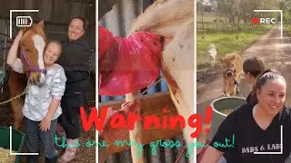 Inseminating JOSEPHINE 🐂 Training SOLDIER 🐎 Moving Clódah 🐮