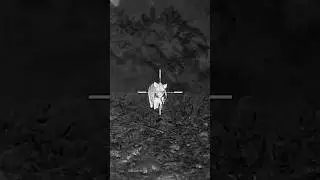 In the face 🐗 🎥: Iray USA Bolt TH50C 