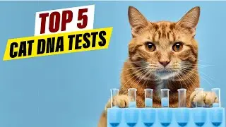 5 Surprising Things Cat DNA Tests Can Reveal