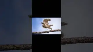 Modos de Autoenfoques para fotos de aves en vuelo 🦅📸 #shorts