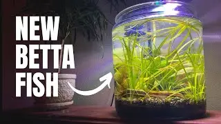 Adding a New Betta Fish to My 3 Gallon Planted Aquarium