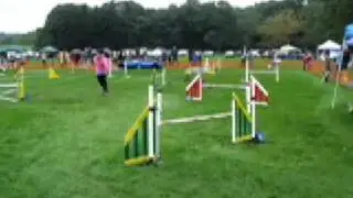 Agility Trials: German Shepherd