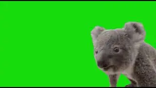 Koala Face Green Screen - Free to use - HD