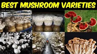 Best MUSHROOM VARIETIES to grow | Delicious Edible Mushroom Variety