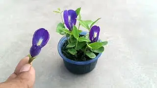 How to grow blue pea plant (aparajita) / clitoria ternatea / butterfly pea plant from seeds