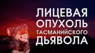 История Болезни - Тасманский дьявол - как рак уничтожает вид