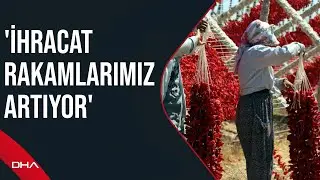 Kurutmalık sezonunda Gaziantepin yükseklerinde renk cümbüşü