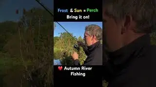 When do perch feed