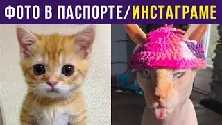 Приколы с котами. Фото в паспорте/инстаграме | Мемозг #321