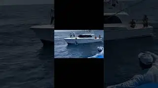 Marlin gets his bill stuck in the boat hull