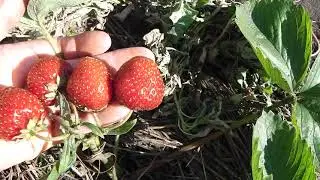 КЛУБНИКА  С БЕСПОДОБНО ВКУСНОЙ  ЯГОДОЙ  ТОЛЬКО ЗА ВКУС  УЖЕ  СТОИТ ВЫРАЩИВАТЬ ЭТОТ СОРТ
