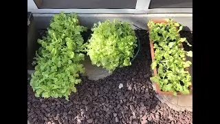 Planting Lettuce in Containers