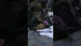 This is Love! Pug Margot and German Shepherd Dakar.