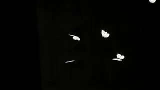 #Бабочки