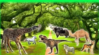 Wild Animal Sounds Around Us: Leopard, Elephant, monkey, Gots, dogs Sheep,... | Animal Moments