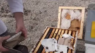 Beekeeping - Queen Rearing