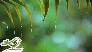 Rainy Piano Radio 🌧️ Relaxing Music with Rain Sounds 24/7