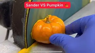 Sander VS Pumpkin 🍁