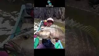 light casting Kakap Besar di Spot Berbusa #mancing #fishing #simancing