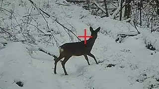 Загонная ОХОТА. ПИЗ**Ц. 10 декабря 2023г.