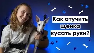 Три эффективных способа, которые отучать щенка кусать руки