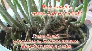 Чем опасен кокос для орхидей. Желтая птичка Brassavola Yellow Bird. Каттлея Dinard спустя 2.5 года