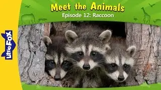 Meet the Animals 12 | Raccoon | Wild Animals | Little Fox | Animated Stories for Kids