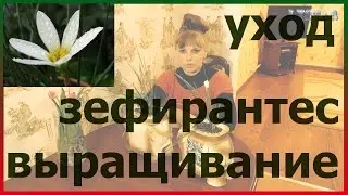 Зефирантес посадка выращивание уход размножение. Как посадить зефирантес. Цветок выскочка зефирантес