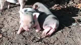 Baby Piglets. Small breed.   🌄  (❁´◡`❁) @hybridhomesteady