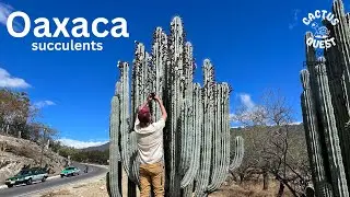 Oaxaca my church - Succulent oddities in-situ