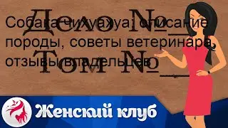 Собака чихуахуа: описание породы, советы ветеринара, отзывы владельцев