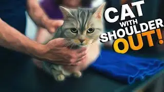 Rescue Cat Mia NEEDS Help with Shoulder Pain ~ The LOUDEST Crack On A Cat We've EVER HEARD 🤯🙀!