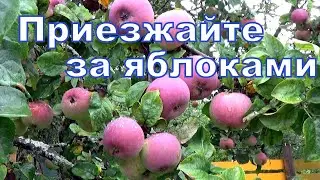 Яблоки созрели, приезжайте за яблоками.Отдаем бесплатно.