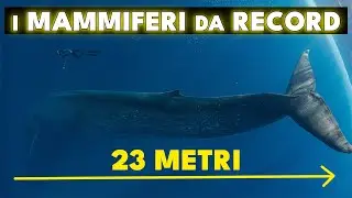 I MAMMIFERI DA RECORD I PIÙ GRANDI, I PIÙ PICCOLI, I PIÙ STRANI - WILD 🐾 LIFE