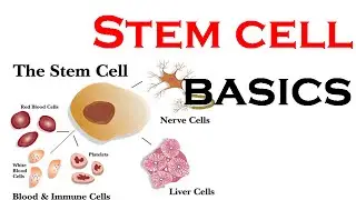 Stem cells basics animation