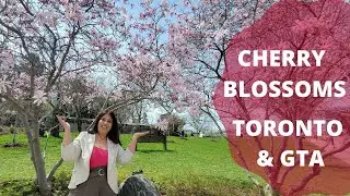 BEST PLACES TO SEE CHERRY BLOSSOM  IN TORONTO & GREATER TORONTO  AREA | Cherry Blossoms High Park